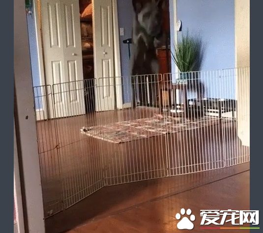 再高的圍欄都擋不住的大狗狗 死穴居然是吸塵器