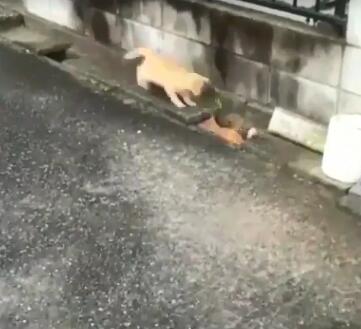 兩橘貓隔著水溝玩游戲 超有趣互動被全程錄下