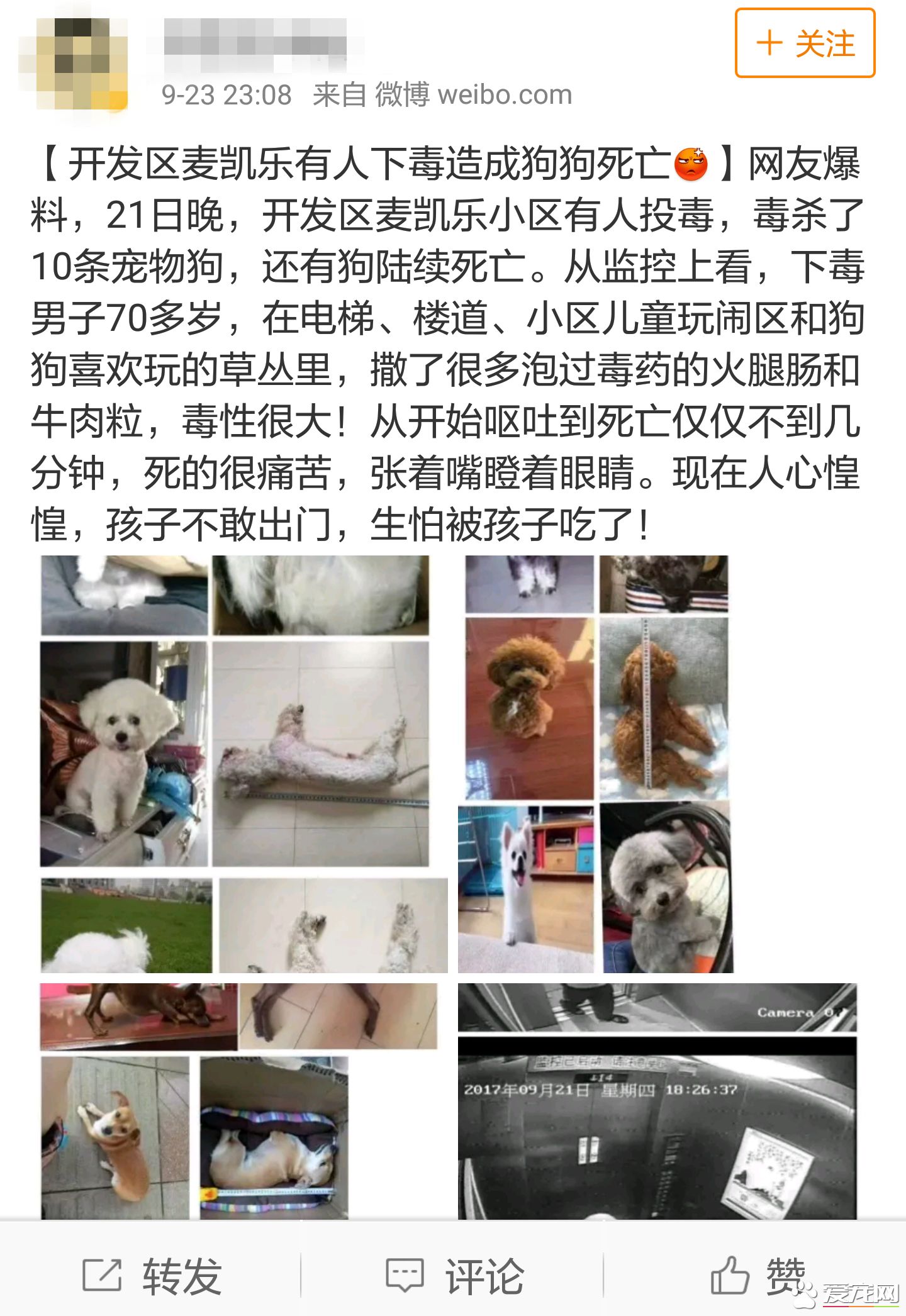 投毒害狗還想脫身？我們不答應，法律更不答應！