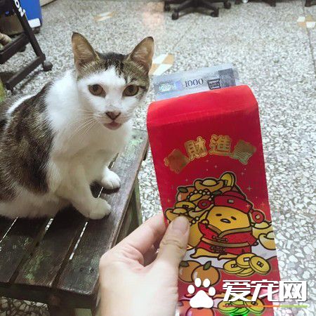 養貓20年遭鄰居謾罵 新來外國鄰居塞紅包給浪貓