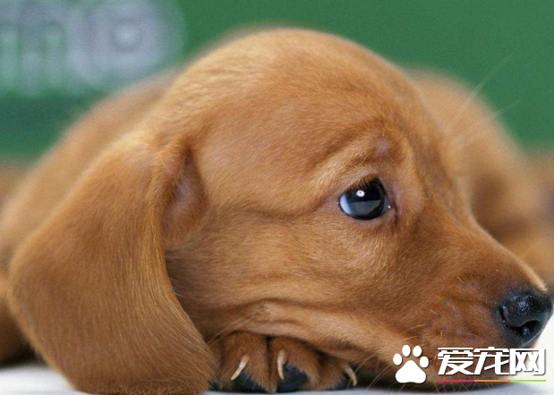 幼犬細小能治好嗎？吃狗狗蛋白粉提高免疫力極為關鍵