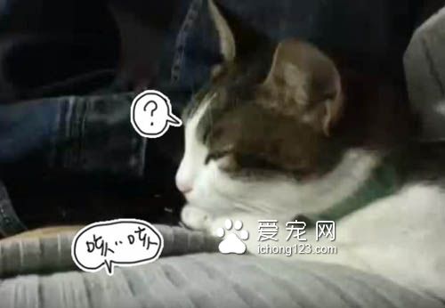 聽到主人打噴嚏，咳嗽 喵星人竟然都會喵叫回應