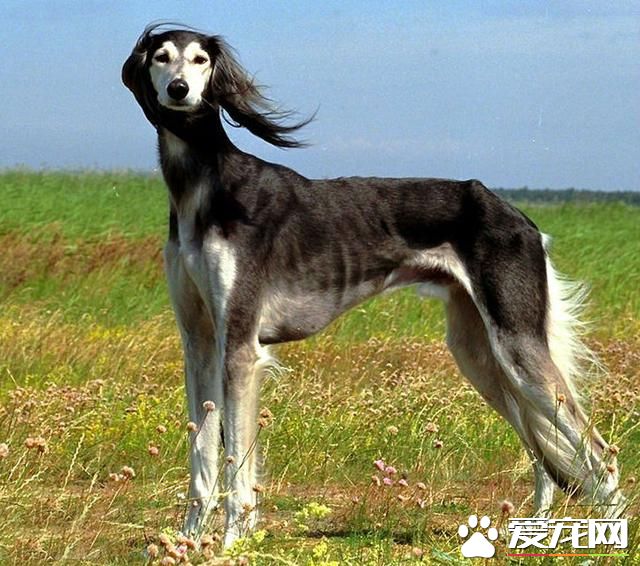 狗狗智商排行榜，你家狗狗排第幾？