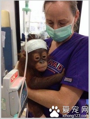 小猩猩目睹獵人射殺母親 因傷心過度拒絕進食