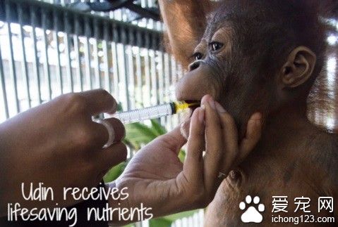 目睹獵人射殺母親??紅毛小猩猩絕食抗議