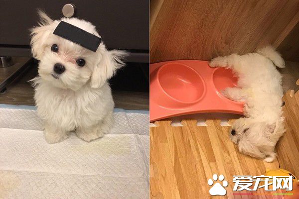 汪睡前咬被子像貓咪踏踏 獨特自我催眠法超萌