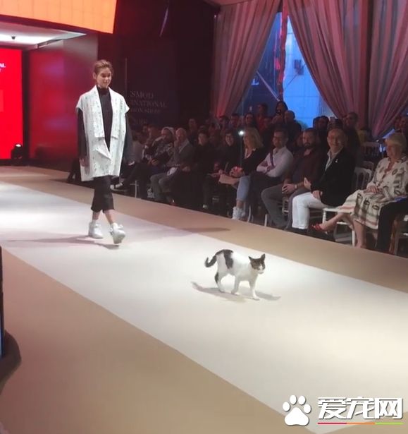 土耳其時尚秀出現未受邀貓咪嘉賓 超專業走臺步