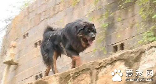 藏獒被困小區嚇壞居民 丘北警方緊急尋找主人