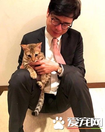 朕也想亮亮相! 愛貓亂入直播超會刷存在感