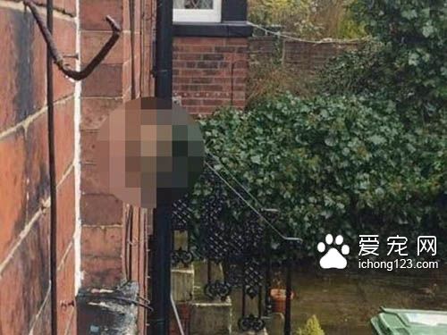 到底哪里惹到這位喵星人老大了?竟遭到鄰居貓狠瞪