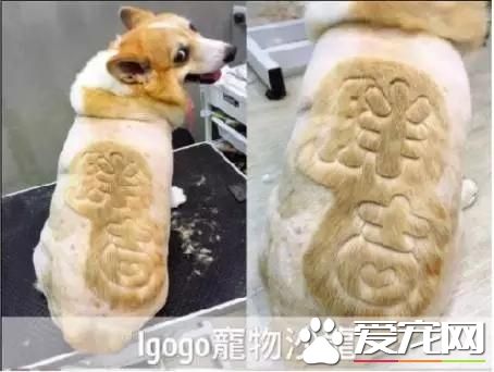 臺灣的這家寵物美容院上了國外新聞，只因有這么個任性的老板