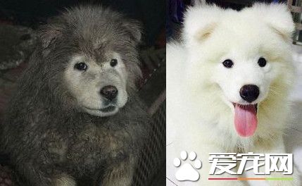 帶薩摩耶到工廠辦事 進煤渣翻滾變小黑炭