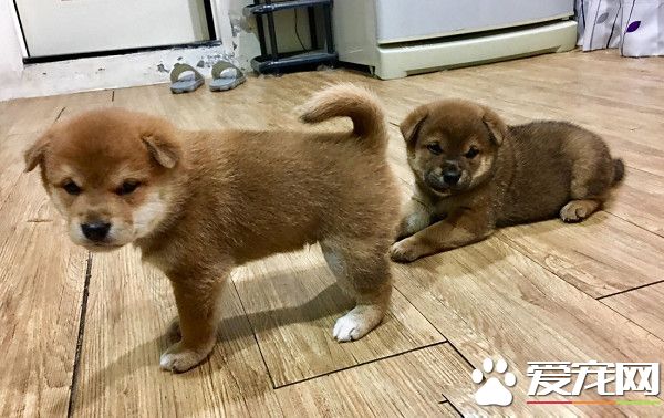 以前吃飯要哄現在卻反常 原來是出現了飼料小偷