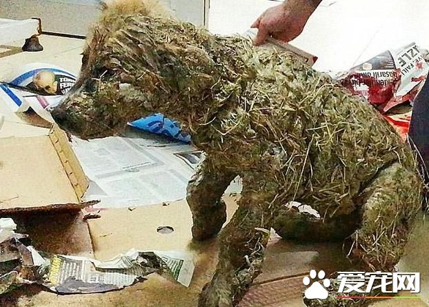 泥塘里救了一只小狗，撈起來洗干凈一看不是狗！