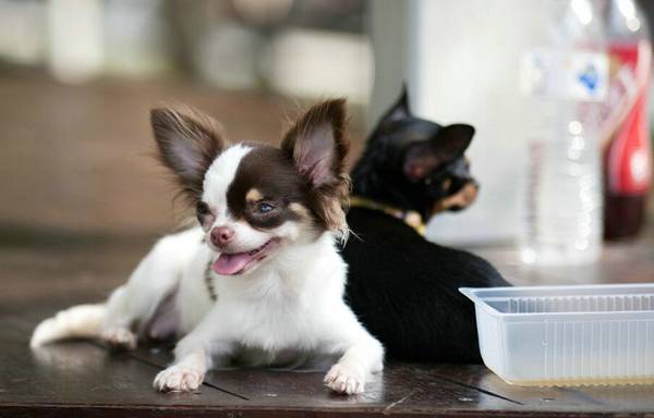 如何分辨是不是犬窩咳