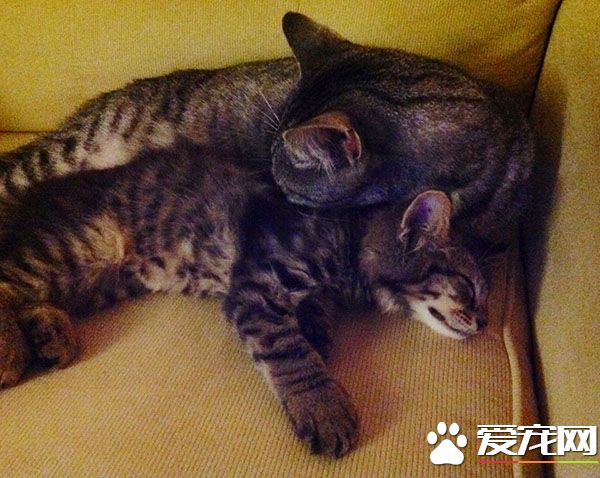 超暖心！虎斑浪貓散步撿來小浪貓 想要貓奴一起收編