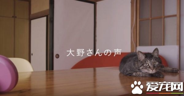 貓咪到底認得主人聲音嗎？答案在這支廣告里