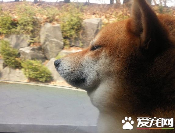 怎么辦手手被石獸咬了 超生動表情讓網友笑噴