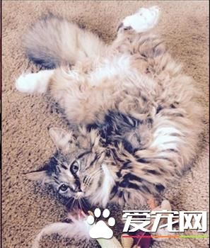 小貓天生缺少2腿趴著吃飯 爆紅網絡擁10萬粉絲