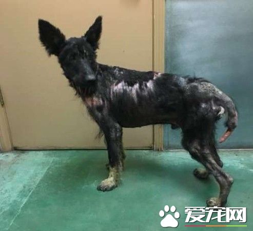 加州路邊有只怪物？原來是一只受傷的德國狼犬