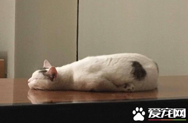 肥滋滋喵星人雙手捂臉 努力張開眼睛卻又秒昏睡