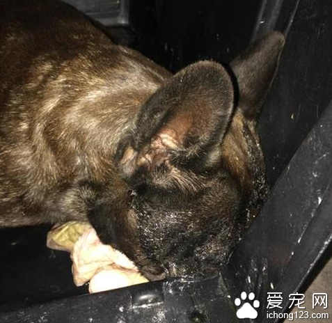 價值11萬斗牛犬飛機上死亡  南航每公斤賠100元