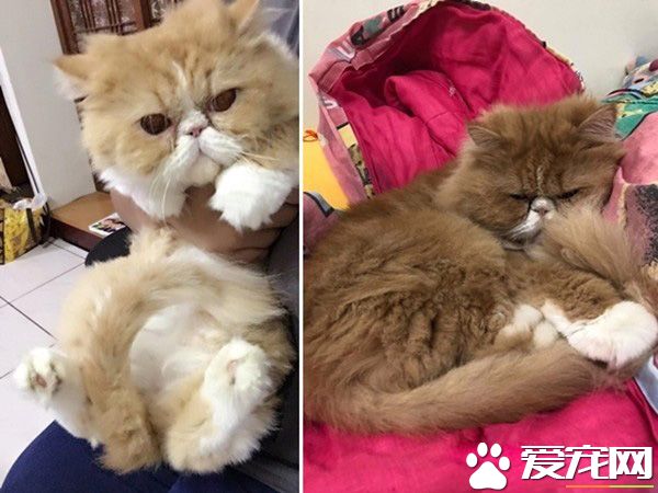 本宮被嚇飛了! 喵星人被地墊嚇到弾飛