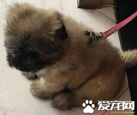流浪狗狗可憐巴巴的看著寵物狗狗有人疼，女孩看到背影流下了眼淚