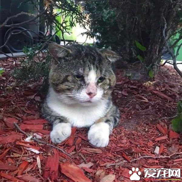 加拿大街貓帕杜被誘捕 成愛撒嬌的傻大個家貓