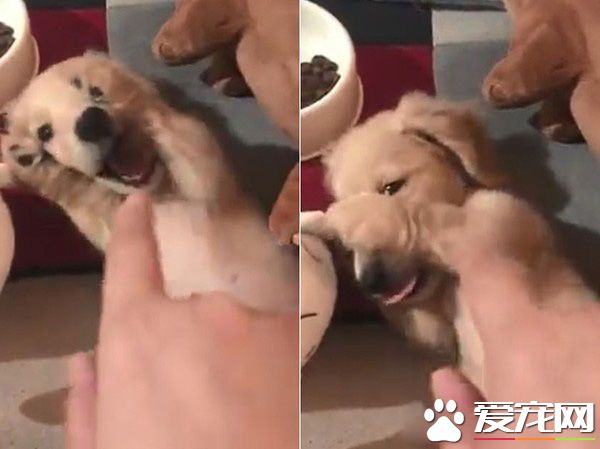 萌<a href=/zhonglei/gou/ target=_blank class=infotextkey>狗</a>被罵小壞蛋便會投降 耍賴萌樣讓主人氣消