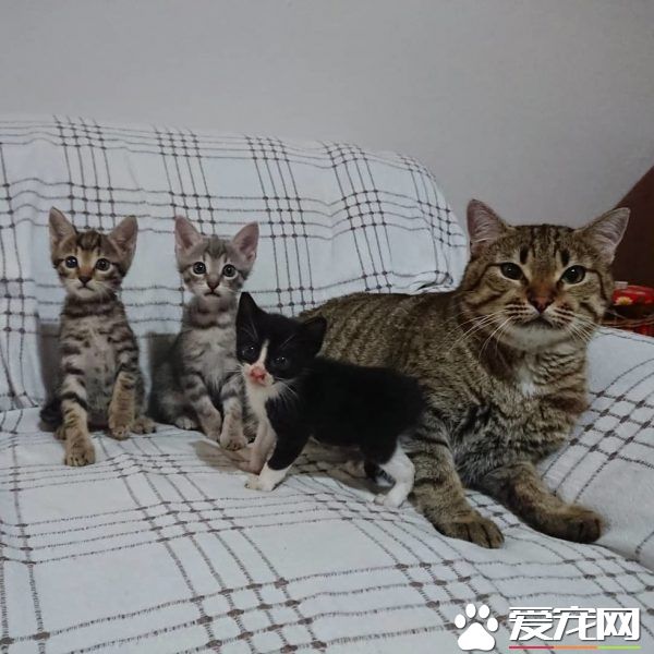 母愛爆棚的中途貓咪 主動照顧孤兒小貓