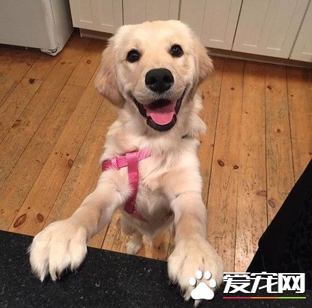 阿金被喵皇理毛又聽馬麻話不能打架 模樣逗趣又可愛！