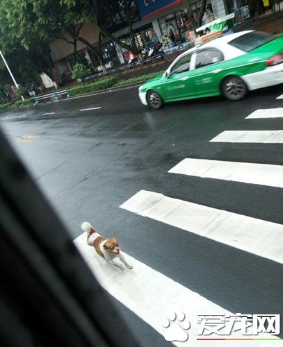 公車禁動物 飼主讓狗狗追車半小時