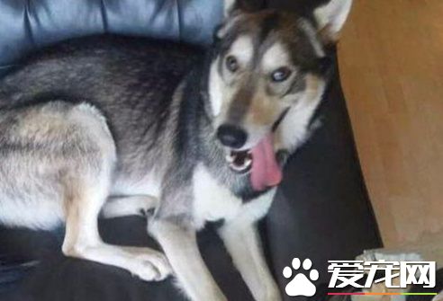外國小伙在二哈面前剝狼皮,以后二哈變的乖巧無比