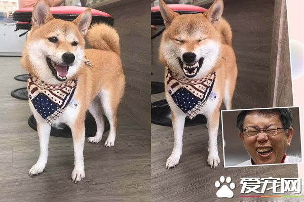 柴犬界的柯p 超可愛模樣是店里的活招牌