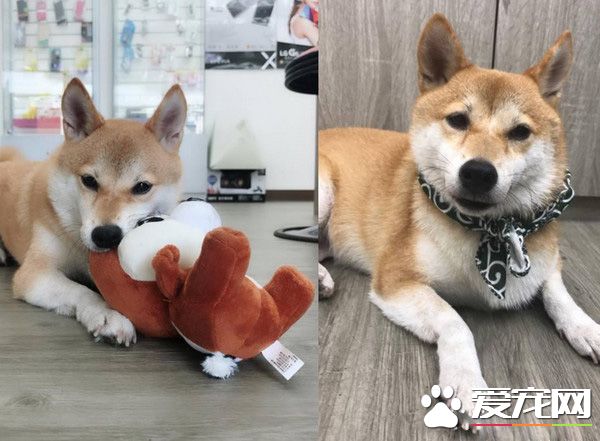 柴犬界的柯p 超可愛模樣是店里的活招牌