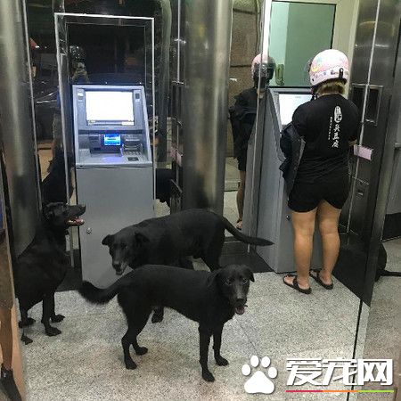 汪汪們護衛馬麻取錢 黑臉警戒讓主人超安心!
