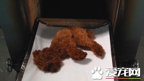 花高價火化愛犬遇詐騙 竟取回假骨灰