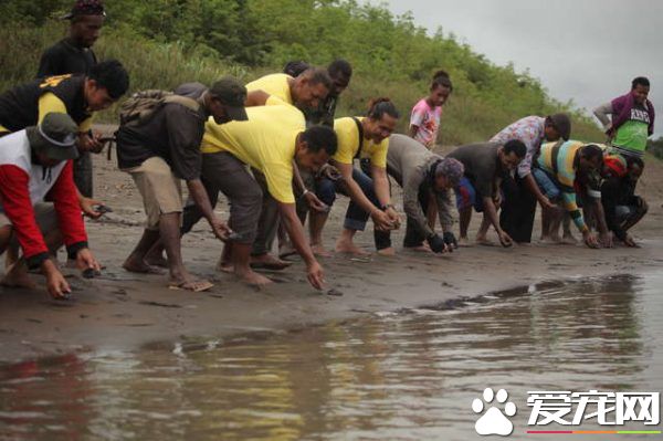香港海關破獲走私豬鼻龜 在各界人士和政府努力下已遣送回返