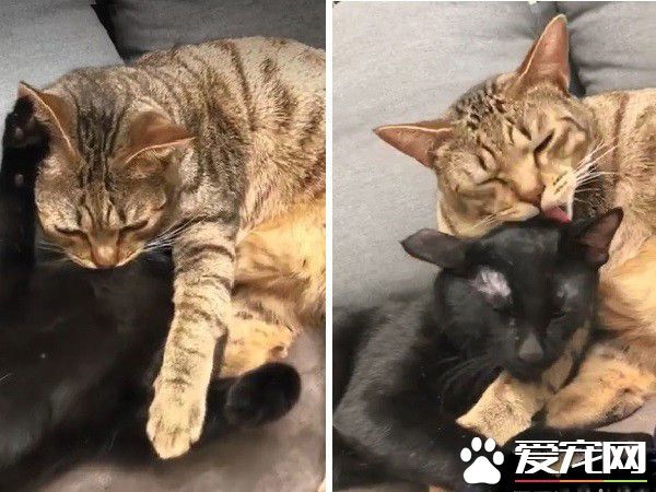 貓哥打呵欠弟弟伸出肉球 狠狠塞進哥哥嘴巴里