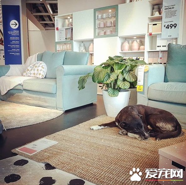 意大利IKEA的暖心德政！開放賣場冬季讓流浪狗避寒