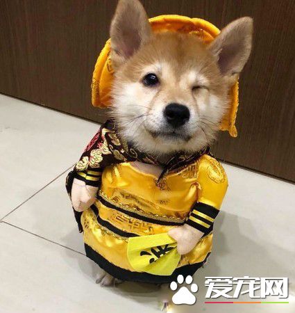 啊柴偷飛盤被當場抓包 變獨一無二的好柴拖