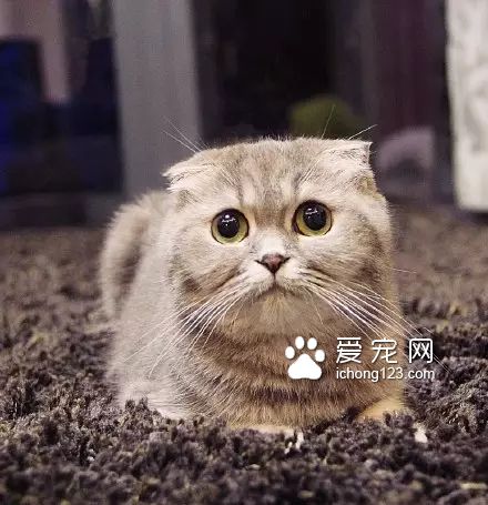 一對可愛的“兄妹”