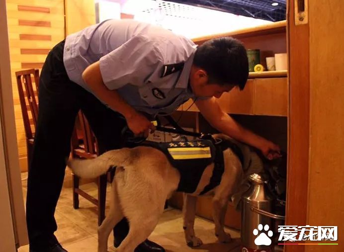 警犬訓導員平日的工作是啥樣的？揭秘和警犬“談戀愛”的人