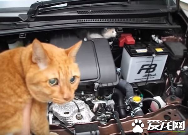 小貓誤入汽車引擎取暖 幸得橘貓呼喚有驚無險