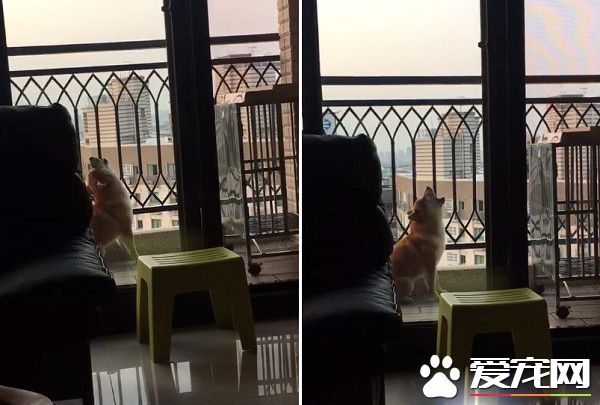 汪狼式仰天長嚎幫和音 快破音的煙酒嗓讓人笑翻