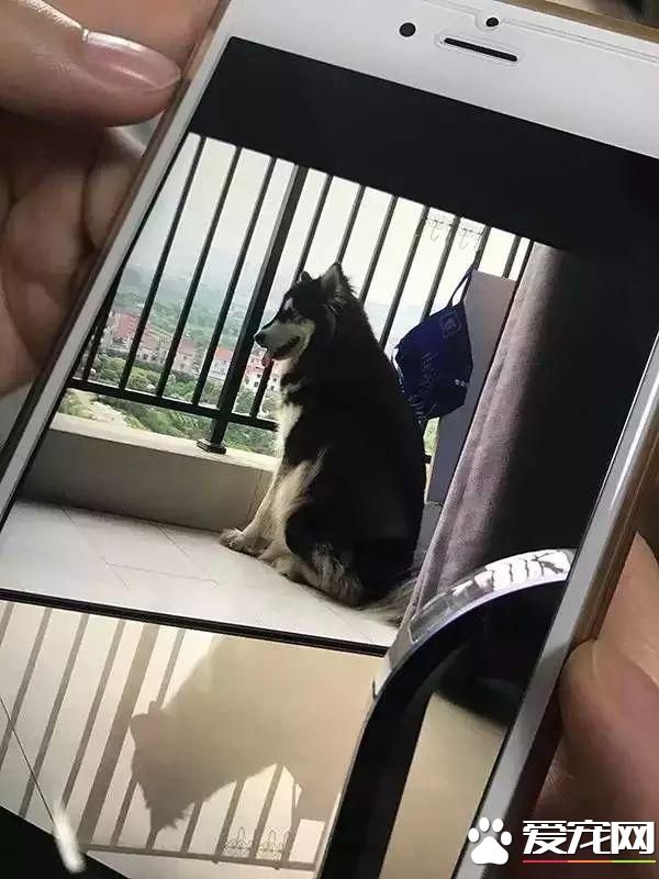 寵物狗陽臺死亡？背后原因是許多鏟屎官都會犯的錯誤