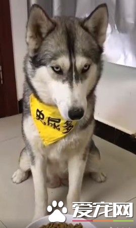 主人拿掉幻像雞腿 汪汪瞬間從天堂掉到地獄