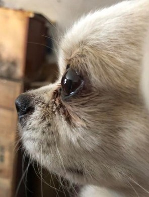 愛犬不相信主人離世 滿眼淚水守老宅門前3天