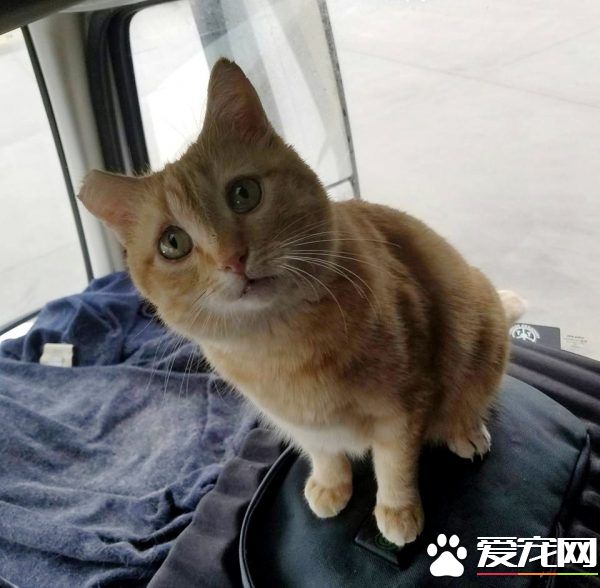喵咪被長程卡車司機收編 一拍即合成最佳拍檔!